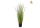 Grass Dogtail Grass B With Pot 90cm FR-S2