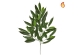 Foliage Fat Longifolia 95cm FR-S1