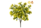Plants Base Boxwood Green/Yellow 40cm FR UV-S2