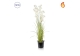 Grass Allium With Pot 130cm FR-S11