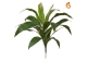 Plants Base Cordyline Green/Yellow 62cm FR-S1