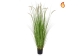 Grass Dogtail Grass D With Pot 150cm FR-S2