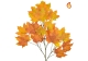 Foliage Maple North American Red 80cm FR-S1