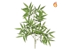 Foliage Bamboo Oriental Green FR-S1