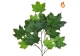 Foliage Maple North American Green 70cm FR-S1