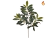 Foliage Capensia Nice Green Red 60cm FR-S1