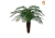 Palm Robellini Head 102cm SF FR-S4