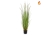 Grass Dogtail Grass C With Pot 120cm FR-S2