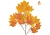 Foliage Maple North American Red 80cm FR-S1